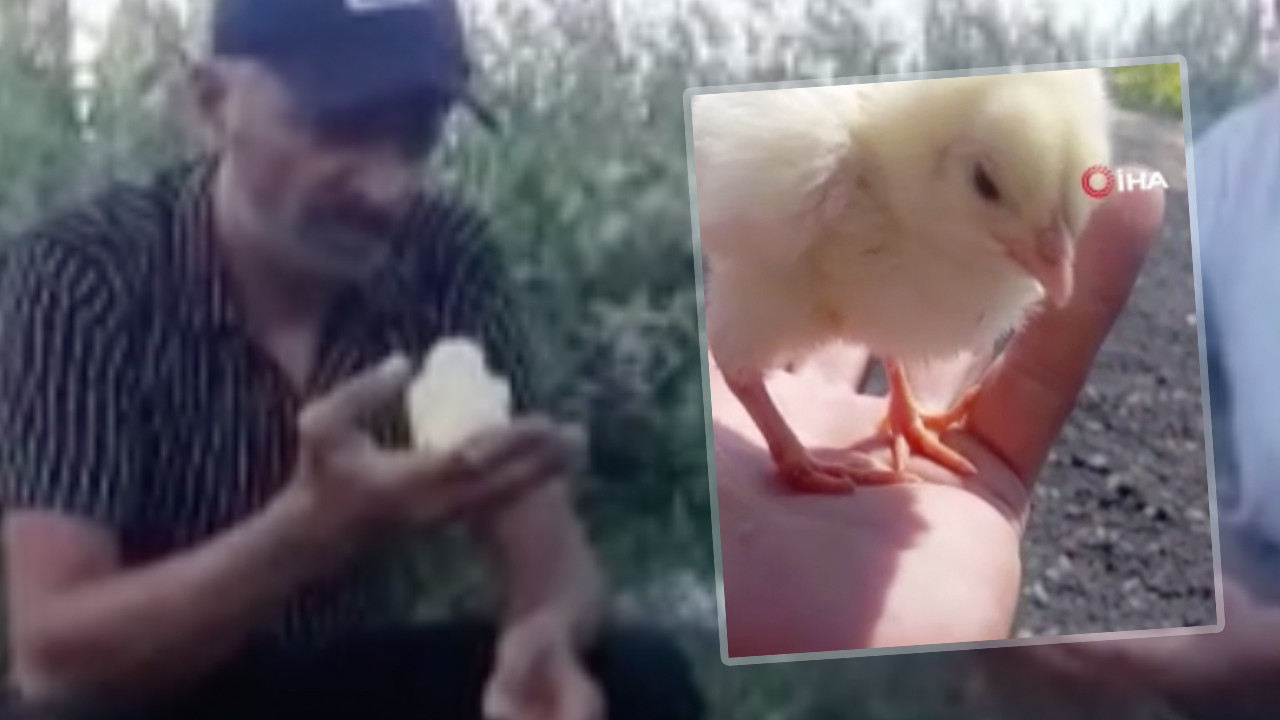 20 yıllık besici ilk kez tanık oldu, yumurtadan çıkan civciv şoke etti