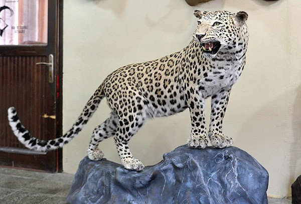 leopar_diyarbakir.jpg
