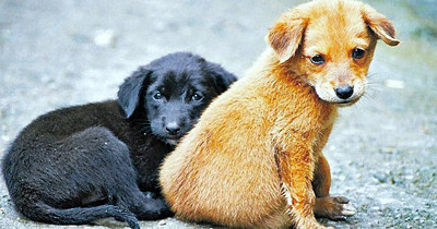 Biz ne ara mı bu hale geldik - Resim : 2