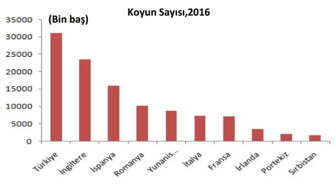 Türkiye koyun sayısında AB'de birinci - Resim : 2