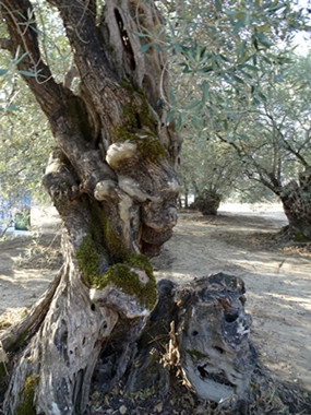 Akhisar'ın g&uuml;ndemi zeytinyağı - Resim : 4