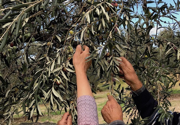 Ayvalık'ın sloganı "Zeytinyağı, sağlık kaynağı" - Resim : 2