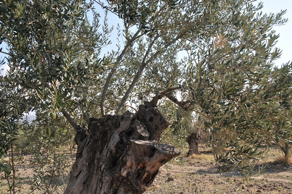 Ayvalık'ın sloganı "Zeytinyağı, sağlık kaynağı" - Resim : 5