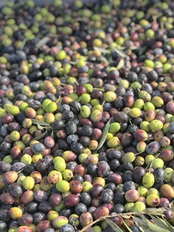 Ayvalık'ın sloganı "Zeytinyağı, sağlık kaynağı" - Resim : 6