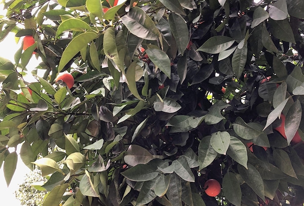 "Bereketli Topraklar Üzerinde" beş gün… - Resim : 6