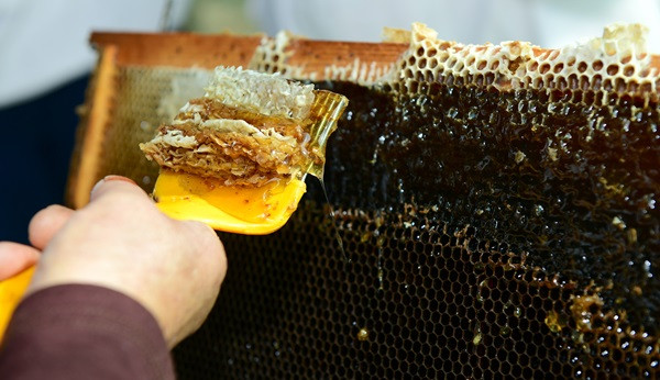 Biliyor musunuz? - Resim : 5