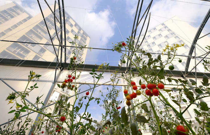 Paris'in çatılarında "kentsel tarıma" ilgi artıyor - Resim : 1