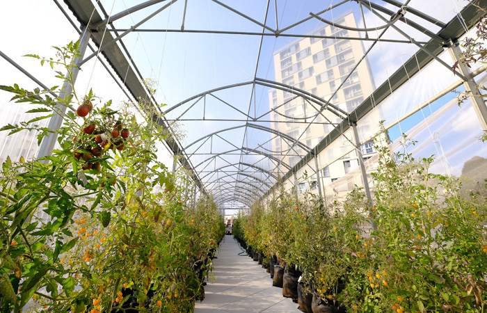 Paris'in çatılarında "kentsel tarıma" ilgi artıyor - Resim : 2