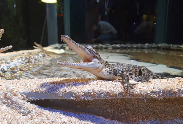 Biliyor musunuz? - Resim : 5