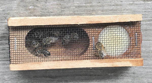 Saklı cennet Camili'de (Macahel) &uuml;&ccedil; g&uuml;n&hellip; - Resim : 5