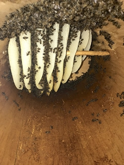 Saklı cennet Camili'de (Macahel) &uuml;&ccedil; g&uuml;n&hellip; - Resim : 6