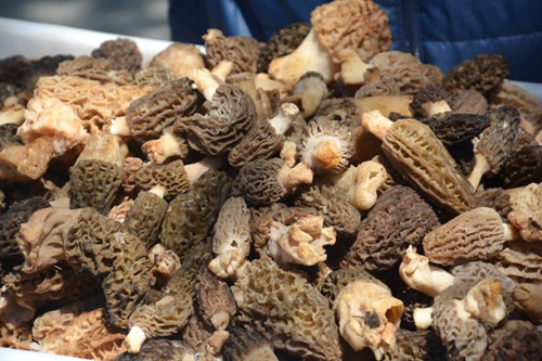 Bahar, festivallerle geliyor… - Resim : 3