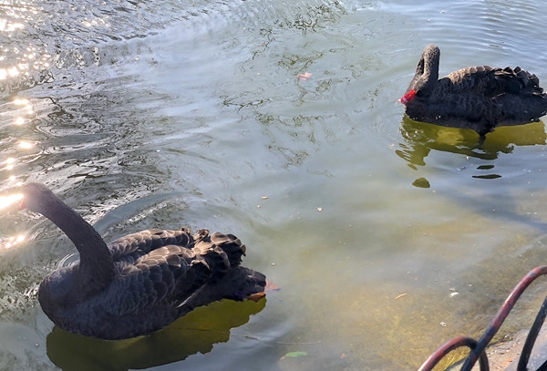 Sana bir gökdelenden de baktım güzel Londra… - Resim : 3