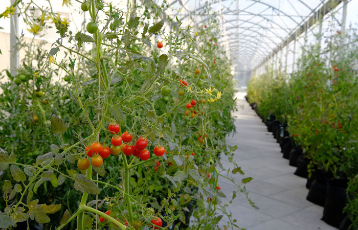 Paris'in çatılarında "kentsel tarıma" ilgi artıyor - Resim : 3