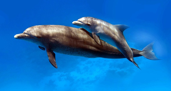 Biliyor musunuz? - Resim : 7