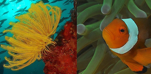 Biliyor musunuz? - Resim : 5