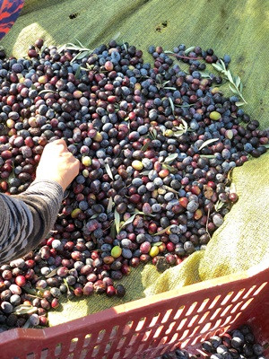 Zeytin ve zeytinyağının peşinde Akhisar'da&hellip; - Resim : 3