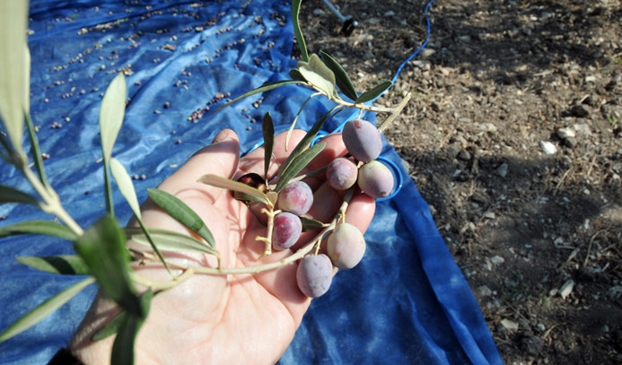 Bir sevda öyküsüdür, bir tutkudur zeytin - Resim : 5