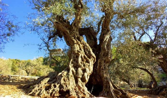Bir sevda öyküsüdür, bir tutkudur zeytin - Resim : 7